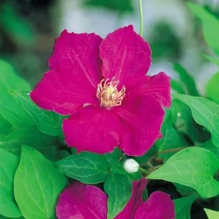 Clematis 'Ernest Markham' -Cheap Tree Foliage Store CLEM T59151 A h