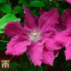 Clematis 'Ernest Markham' 2 Clematis 'Ernest Markham' -Cheap Tree Foliage Store CLEM T59151 B