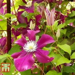 Clematis 'Ernest Markham' -Cheap Tree Foliage Store CLEM T59151 D