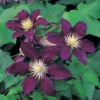 Clematis 'The Vagabond'