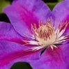 Clematis 'Ashva' -Cheap Tree Foliage Store CLEM T59397 A h