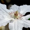 Clematis 'Destiny' 2 Clematis 'Destiny' -Cheap Tree Foliage Store CLEM T59403 A h
