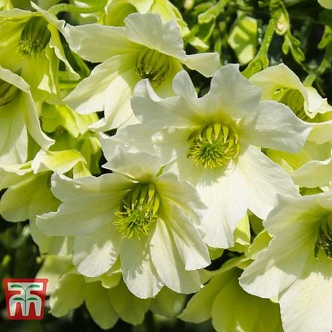 Clematis 'Early Sensation' 3 Clematis 'Early Sensation'