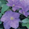Clematis 'Fujimusume' -Cheap Tree Foliage Store CLEM T59408 A h