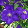 Clematis 'General Sikorski' -Cheap Tree Foliage Store CLEM T59409 A