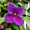 Clematis 'Jackmanii' -Cheap Tree Foliage Store CLEM T59415 B