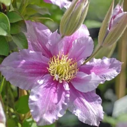 Clematis 'Piilu' 14 Clematis 'Piilu' -Cheap Tree Foliage Store CLEM T59431 B h