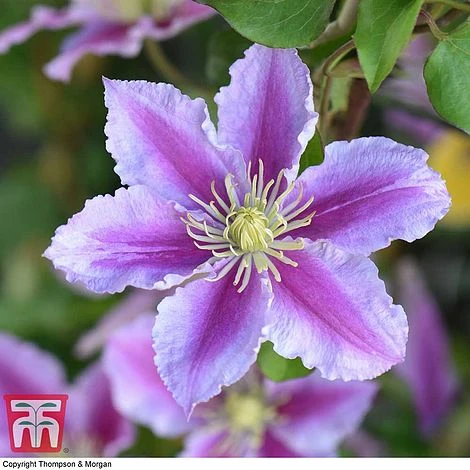 Clematis 'Piilu' 3 Clematis 'Piilu'