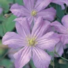 Clematis 'Prince Charles' 1 Clematis 'Prince Charles' -Cheap Tree Foliage Store CLEM T59433 A h