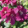 Clematis 'Rouge Cardinal' -Cheap Tree Foliage Store CLEM T59440 A h