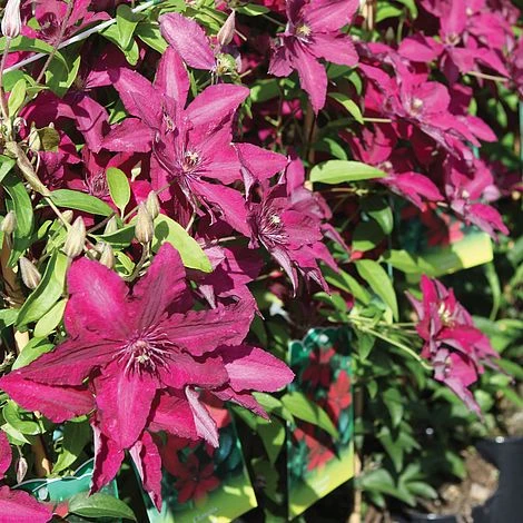 Clematis 'Rüütel' 4 Clematis 'Rüütel' - Image 2