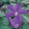 Clematis 'Star Of India' -Cheap Tree Foliage Store CLEM T59446 A h