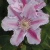 Clematis 'Tudor' 2 Clematis 'Tudor' -Cheap Tree Foliage Store CLEM T59449 A h