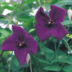 Clematis Viticella 'Polish Spirit' -Cheap Tree Foliage Store CLEM T59458 A h