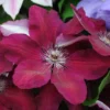 Clematis 'Westerplatte' 2 Clematis 'Westerplatte' -Cheap Tree Foliage Store CLEM T59463 A h