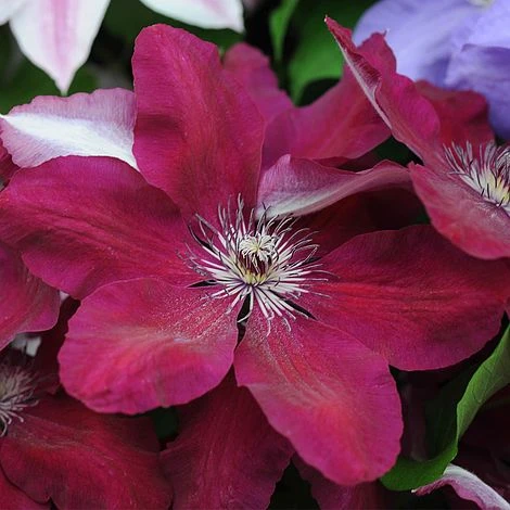 Clematis 'Westerplatte' 3 Clematis 'Westerplatte'