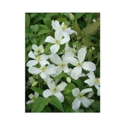 Clematis Montana 'Grandiflora' -Cheap Tree Foliage Store CLEM T66150 A h