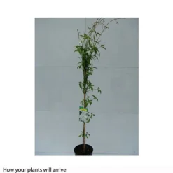 Clematis Montana 'Grandiflora' -Cheap Tree Foliage Store CLEM T66150 B h