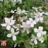 Clematis Montana 'Rubens' -Cheap Tree Foliage Store CLEM T66151 A