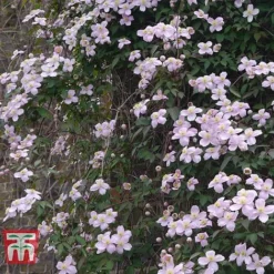 Clematis Montana 'Rubens' 8 Clematis Montana 'Rubens' -Cheap Tree Foliage Store CLEM T66151 B