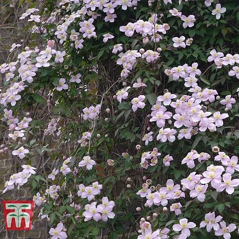 Clematis Montana 'Rubens' 4 Clematis Montana 'Rubens' - Image 2