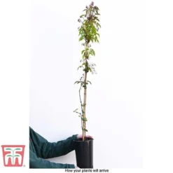 Clematis Montana 'Rubens' 10 Clematis Montana 'Rubens' -Cheap Tree Foliage Store CLEM T66151 C