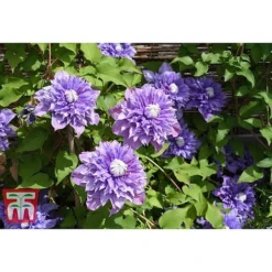 Clematis 'Multi Blue' -Cheap Tree Foliage Store CLEM T66153 A