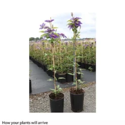 Clematis 'Multi Blue' -Cheap Tree Foliage Store CLEM T66153 B h