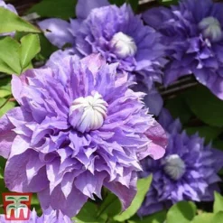 Clematis 'Multi Blue' -Cheap Tree Foliage Store CLEM T66153 D