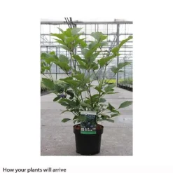 Clematis 'New Love' -Cheap Tree Foliage Store CLEM T66154 B h