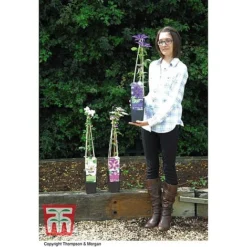 Clematis 'The President' -Cheap Tree Foliage Store CLEM T66160 E