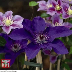 Clematis 'The President' -Cheap Tree Foliage Store CLEM T66160 G