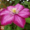 Clematis 'Ville De Lyon' -Cheap Tree Foliage Store CLEM T66161 B
