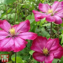 Clematis 'Ville De Lyon' -Cheap Tree Foliage Store CLEM T66161 C