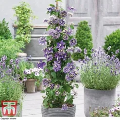 Clematis Florida 'Taiga' -Cheap Tree Foliage Store CLEM T71512 B1