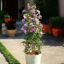 Clematis Florida 'Taiga' -Cheap Tree Foliage Store CLEM T71512 B h