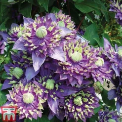Clematis Florida 'Taiga' -Cheap Tree Foliage Store CLEM T71512 E