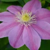 Clematis Alaina™ Evipo056 2 Clematis Alaina™ Evipo056 -Cheap Tree Foliage Store CLEM T77103 A h