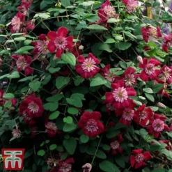 Clematis Avant-Garde™ Evipo033 -Cheap Tree Foliage Store CLEM T77107 C