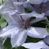 Clematis Bernadine™ Evipo061 -Cheap Tree Foliage Store CLEM T77108 A h