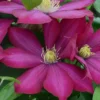 Clematis Bourbon™ Evipo018 1 Clematis Bourbon™ Evipo018 -Cheap Tree Foliage Store CLEM T77109 A h