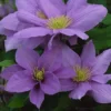 Clematis Cezanne™ Evipo023 -Cheap Tree Foliage Store CLEM T77110 A h