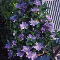 Clematis Cezanne™ Evipo023 -Cheap Tree Foliage Store CLEM T77110 C h
