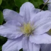 Clematis Chelsea™ Evipo051 -Cheap Tree Foliage Store CLEM T77112 A h