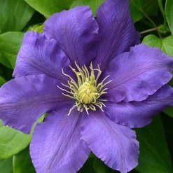 Clematis Chevalier™ Evipo040 -Cheap Tree Foliage Store CLEM T77113 A h