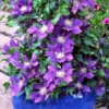 Clematis Chevalier™ Evipo040 -Cheap Tree Foliage Store CLEM T77113 B h