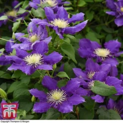 Clematis Chevalier™ Evipo040 -Cheap Tree Foliage Store CLEM T77113 C