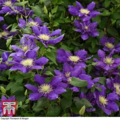 Clematis Chevalier™ Evipo040 -Cheap Tree Foliage Store CLEM T77113 D