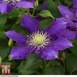 Clematis Chevalier™ Evipo040 -Cheap Tree Foliage Store CLEM T77113 E