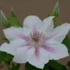 Clematis Corinne™ Evipo063 -Cheap Tree Foliage Store CLEM T77114 A h